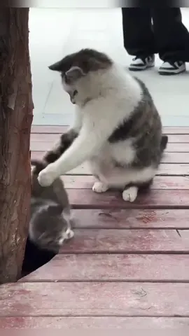 The Making of an Unreliable cat Mom 🤣🤣#funnyvideos #cat #kitten #fyp #pet #funnycat #catoftiktok #catlover #funny #tiktok #cute #catsoftiktok 