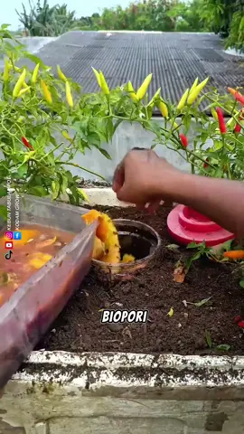 Pupuk Organik Dalam Biopori #pertanian #tipsberkebun #trikpintar #fyi