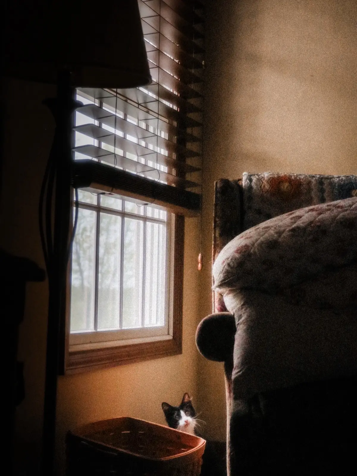 #cat #catphotography 