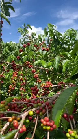 Uganda’s coffee ☕️ is the best in this world, just try it. #sarahjan992 #coffee #coffeetiktok #explore #tiktok #farmlife #farming #money #kampala_tiktokers #viralvideos 
