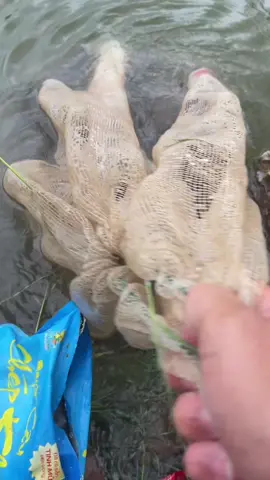 Báo cá hồ 100k mồi ở góc trái #longphaquế #LongPhaQuế #fishing #câucá #tiktokgiaitri #mồicâuphúthành #mồicâuchépkhôn 