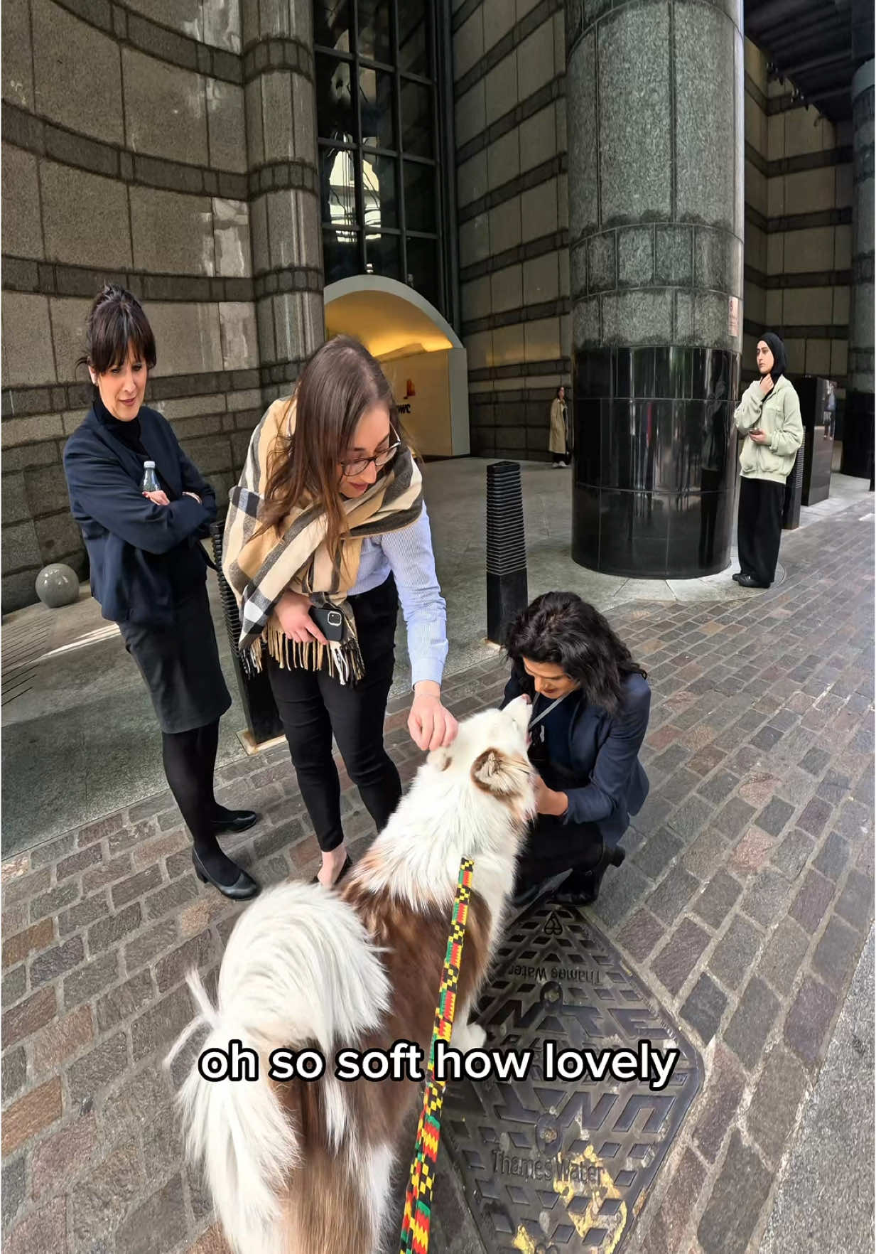 Interactions with my dog!!  #husky #viral #pets #fyp #foryou #london #viola #fypp #dogsoftiktok 