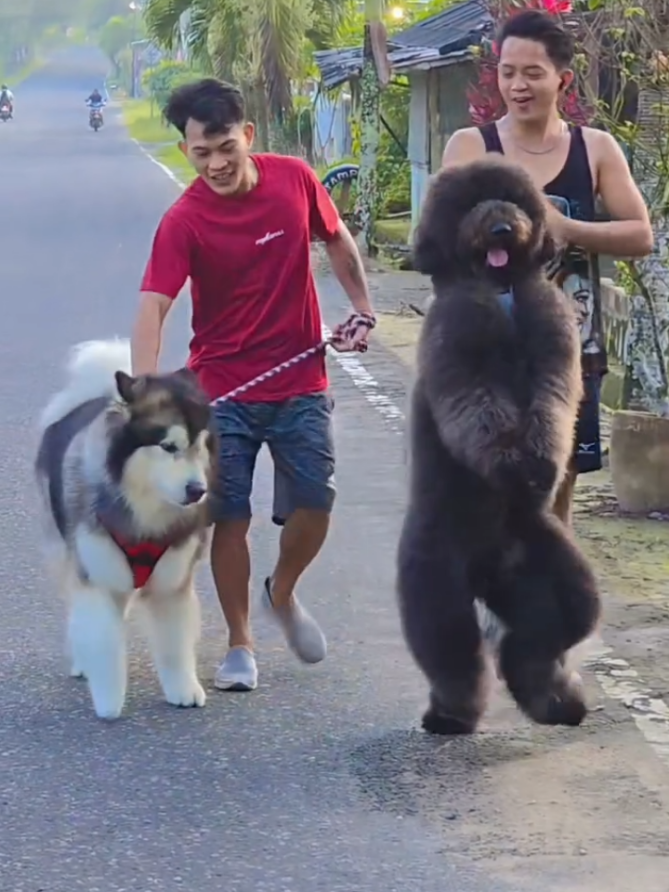 anjing viral#fyp #foryou#anjinglucu #anjingpintar #animals #animalsoftiktok  #foryoupage #hiburan #hiburansemata #hiburantiktok 