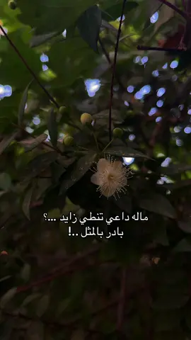 ماله داعي تنطي زايد …؟ بادر بالمثل ..!#fypシ゚ #لايك__explore___ #حديقة_بيتي_المتواضعه🥹💔 