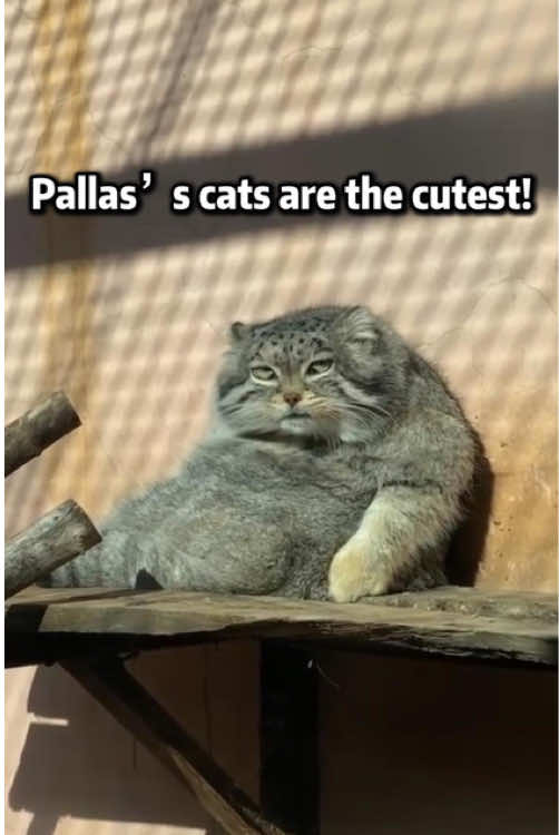 Pallas’s cats are the cutest!❤❤#animal #cuteanimals #animallovers #cat #wildcat #pallascat #cutepallascat #pallascatlover #pallascatpaws #fyp #fypシ