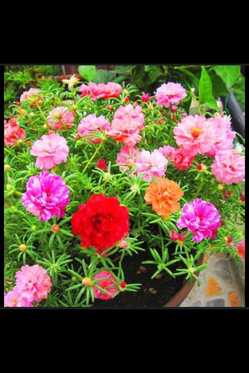 Moss rose (දවල් කුමාරි)  Price 150/=  Delivery available ☑️🚚 #plantsforesalesrilanka #onemilion #indorplant #gardenidea #freshplants💚💚 #fyp #folowers #foryou #vairal #viwes 