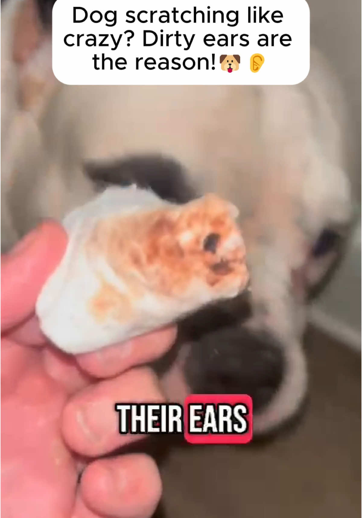 #wipe #ear #cleaner #earwax #pet #dog #cat 