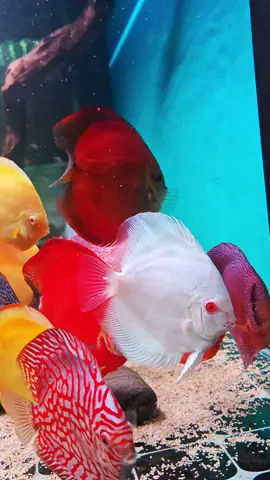 Healthy discus fish#discustank #aquarium #七彩神仙魚 ＃养鱼