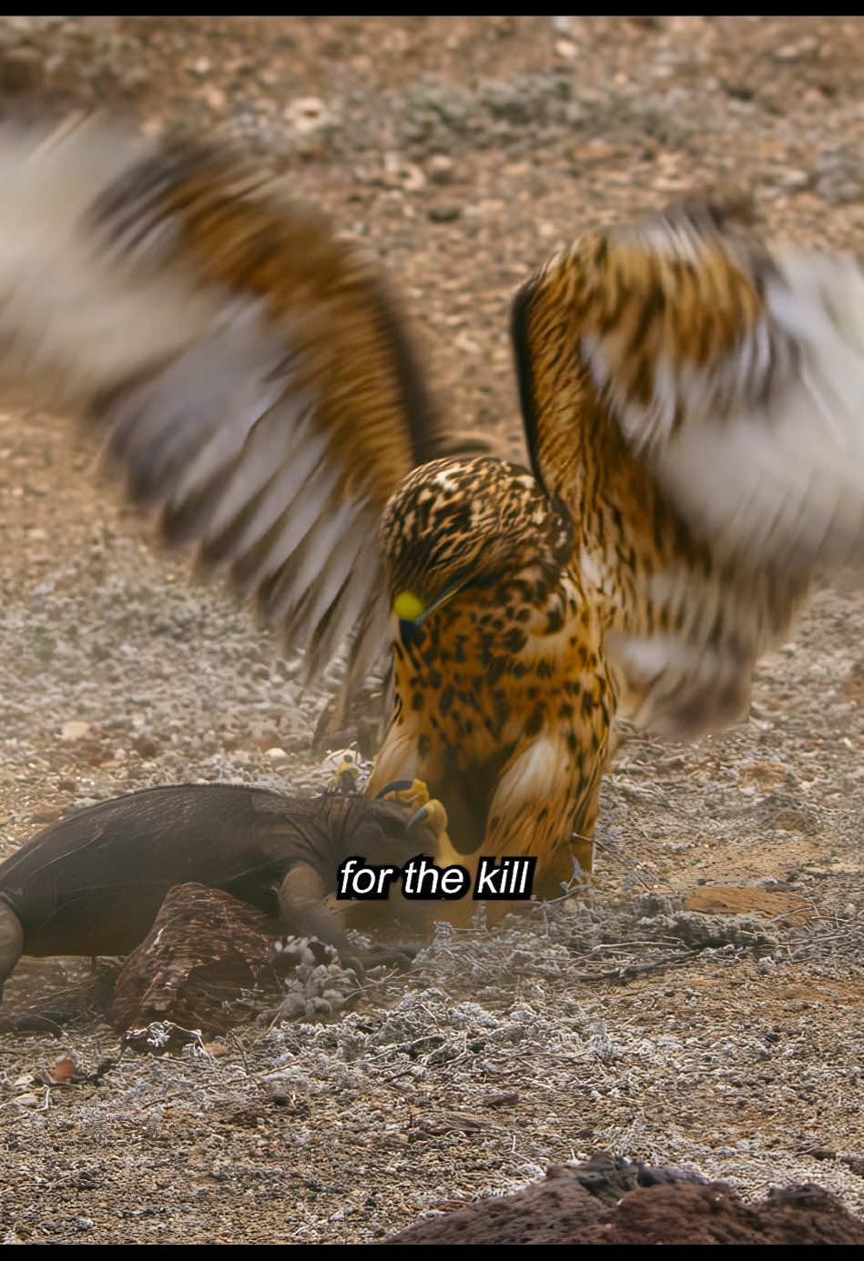 #animalworld #Animal 