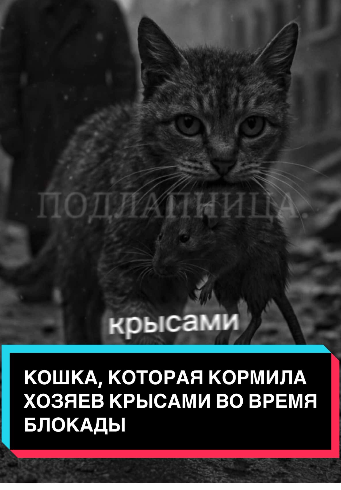 Эта история основана на реальных событиях блокадного Ленинграда. Когда город умирал от голода, кошки стали спасителями. Они приносили своим хозяевам крыс, помогая им выжить. Эта история о силе выживания, верности и настоящей дружбе, которая не требует медалей. #История #КошкаГерой #Ленинград #Блокада #Память #СилаВыживания #СилаДружбы #ПитомцыГерои 
