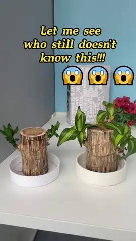 Big Discount! Brazilian Woody Plants - Bring a Touch of the Tropics Home. #BrazilianWoodyPlants #IndoorGardening #TropicalVibes #TikTokShop #homegreenery 