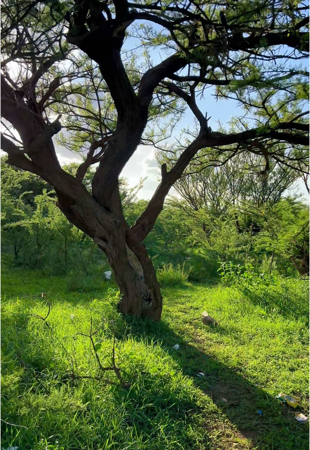 Meelaha noocana ma jeceshahay#gabiley🌾🌾🌾🌾🌾 #somalilandtiktok💚🤍❤ 