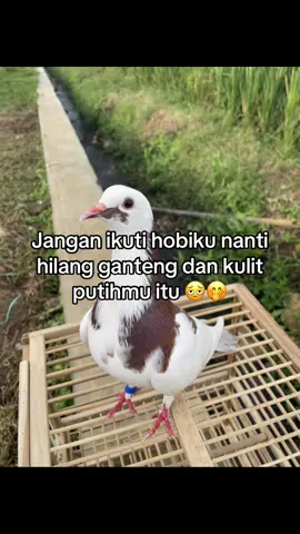 Main merpati resiko nya kalau gak hitam hilang #merpatilovers #merpatikolong #merpatikolongindonesia #merpatikolongbebas #pigeonlovers #foryoupage #fyppppppppppppppppppppppp #foryou #fypシ゚viral 