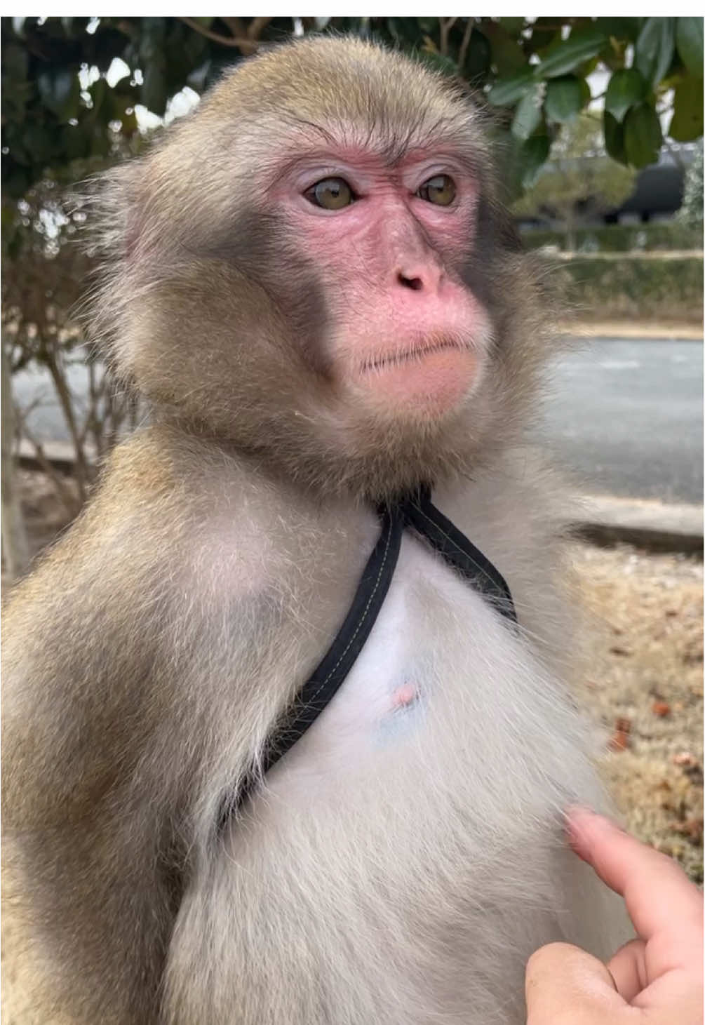 お猿もくすぐりには弱い #戦豆 #戦豆の猿まわし #動物 #animal #ニホンザル #monkey #可愛い #cuteanimal 