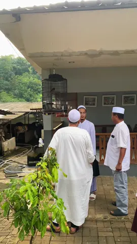 Alhamdulillah farm kita kedatangan Habib Ali kwitang. #sumilandfarm #peternaksapiindonesia #fyp #belgianblue #viral #xybca #capcut #habibalikwitang #kwitang #peternaksapi #iduladha #qurban 