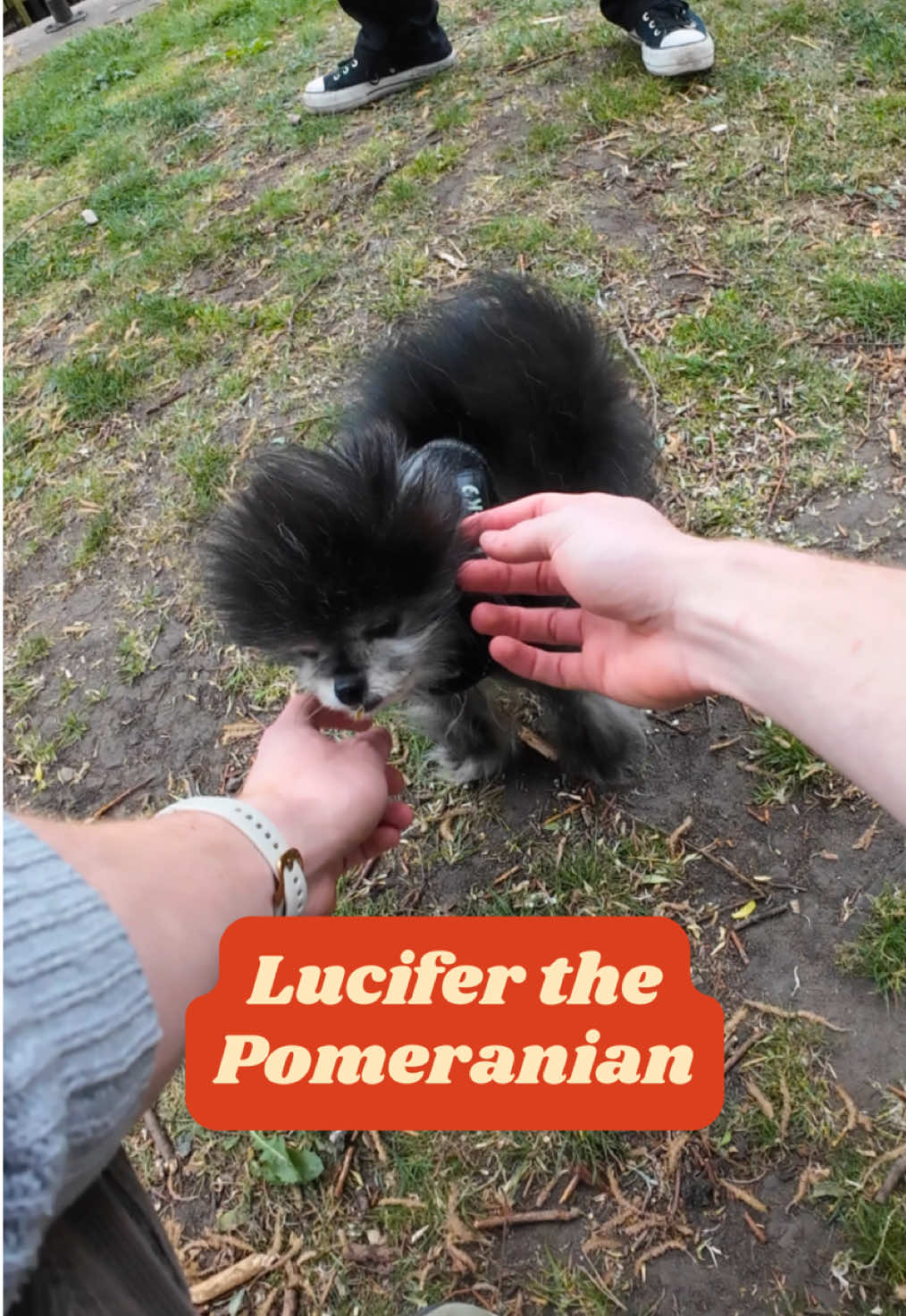 No exaggeration but we would die for little Lucifer 🥹🐾 #pomeraniansoftiktok 