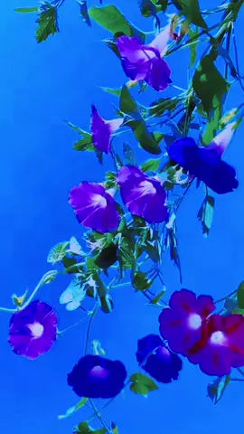 . شكراً لمن هم بجانبنا دائماً بدون سبب ، وبدون شروط ، وبدون مصالح❤️#dushland🇩🇪 #germany #واكسبلور_explore 