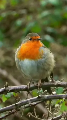 Burung Robin Eropa