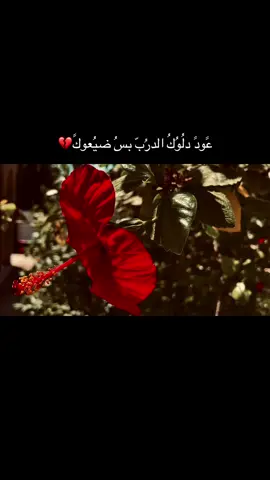#متابعين #سمير_صبيح #شعر #تصويري📸 #فولو🙏🏻لايك❤️اكسبلور🙏🏻🌹💫 #4u 