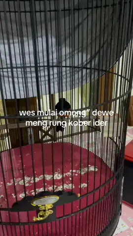 mumete wong lanang #peligalak #sarilembu 