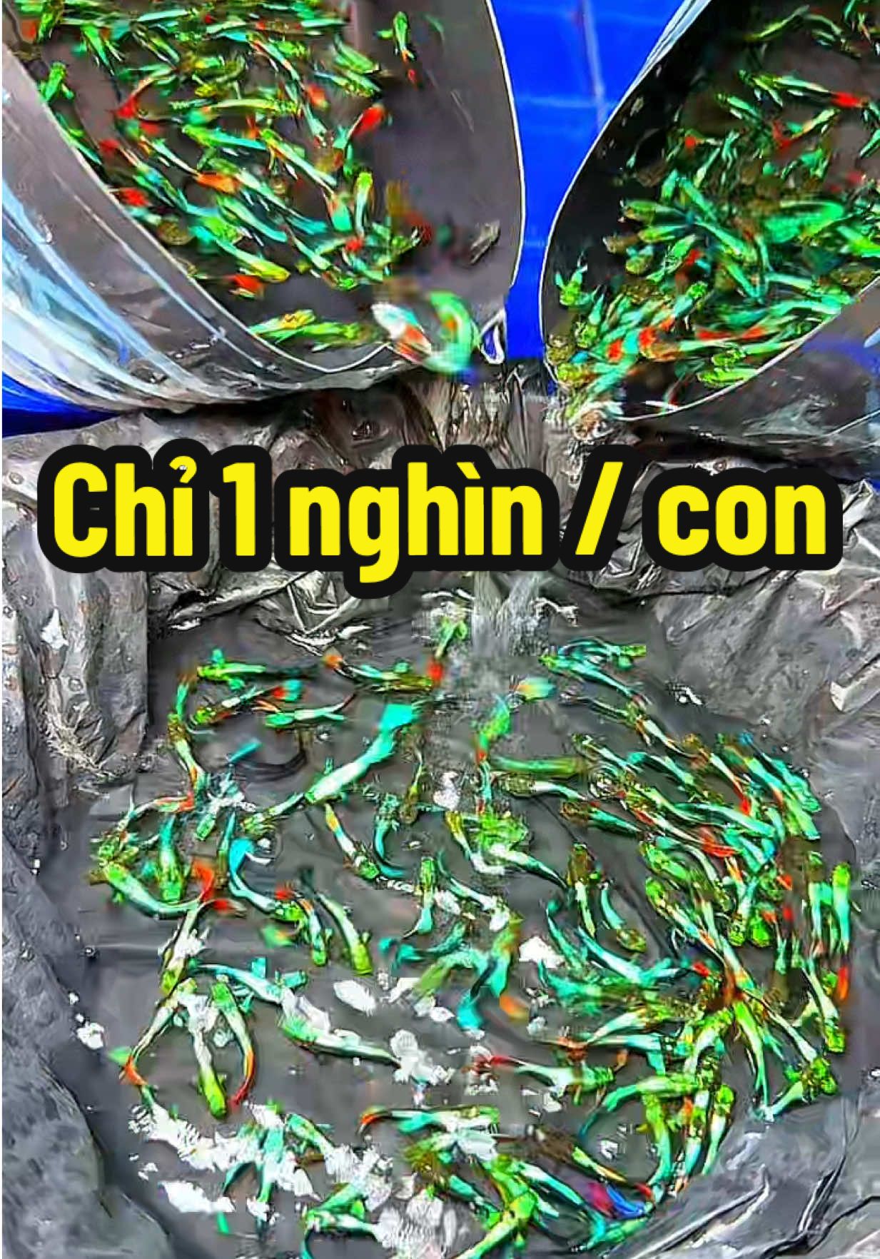 Cá bảy màu Út đủ màu , nuôi không oxy , cá nuôi tự nhiên không cần lọc #xuhuong #trending #xuhuongtiktok #trendingvideo #tiktok #viral #guppy #fish