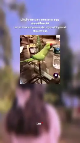 plz follow me #foryou #whatsappstatus #sinhalajoke #funnymemes #funny #funnyvideos😂 #meme #joke #funnyparrot 