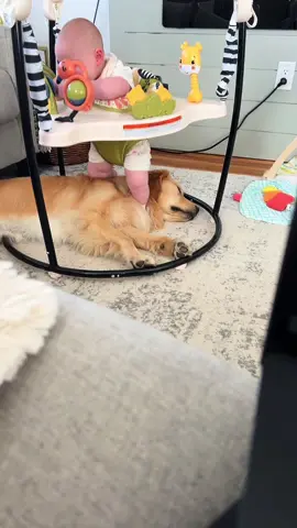 Another day another sock #fyp #goldenretriever #trending 