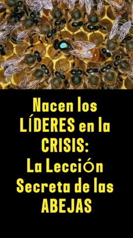 Nacen los Líderes en la Crisis: La Lección Secreta de las Abejas #autoconocimiento #educación #emprendimiento #liderazgo