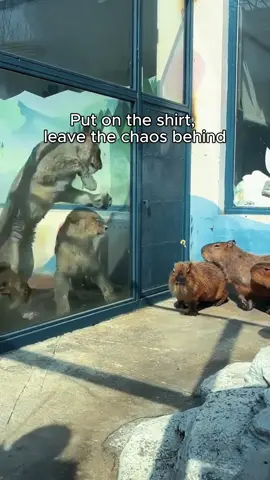 In my capybara era tshirts #capybaraviral #capybaratshirt #wearbalaze #capybaraandcrocodile #fypシ #capybaratiktok #viralvideo 