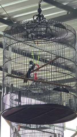 Test perdana pasca mabung Tampil serem si satria kecil 😍 #lombaburung #lombamurai #CapCut #muraibatuindonesia #murai #muraibatu #muraibatumania #kicaumanianusantara #omkicau #omkicaumania #kicaumania #kicaujawara #kicaumaniaindonesia #kicaumania_omkicau #instakicau #instakicaumania #mediaburung #gudangkicau  #explorekicaumaniaindonesia #fyp #fypシ #fypシ゚viral #viral #viralvideo