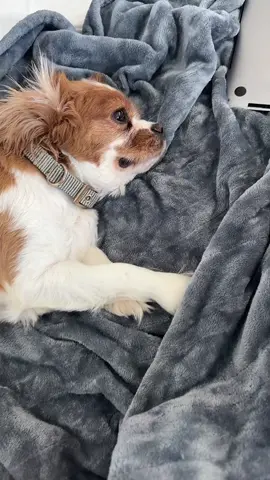 🐶#fypシ゚ #tiktok #eatingthedogs #PetsOfTikTok #funnydogs 