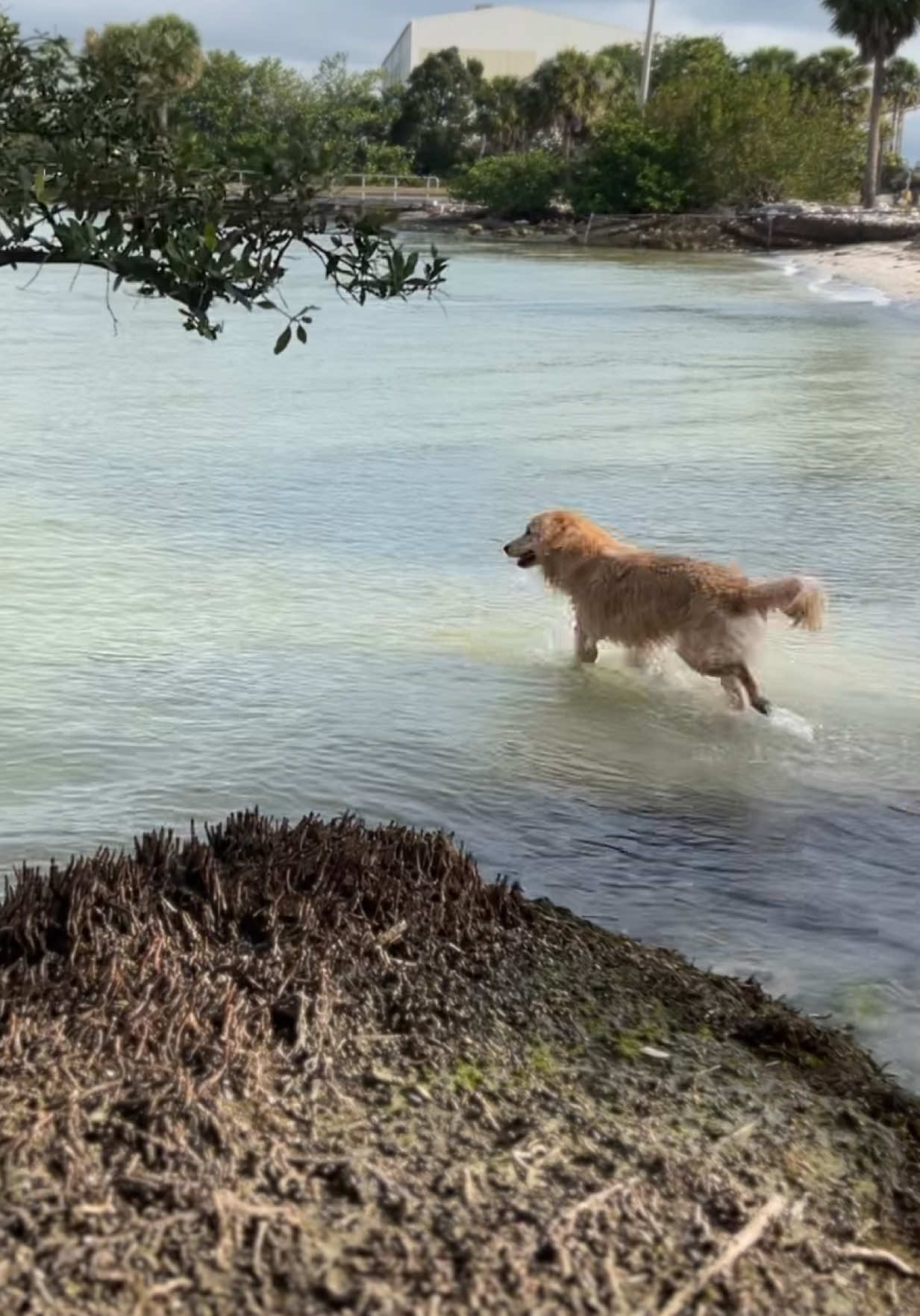 #alexwarren #goldenretriever #goldensoftiktok #dogsoftiktok #foryoupage @Alex Warren 