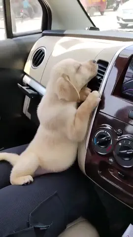 AC off, whimpers on #PuppyProblems #CoolingDown #DogLife