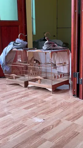 Azzai @Hong Manh  vô xem Thảo dược trị ho Thành Trần này dùng hiệu quả uy tín này a  #chaomao #camchim #xuhuong 