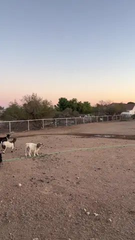 Emu vs. coyote!  This is why I have emus, to protect the zoo crew!  #proudmom #amazinganimals #farmlife #emu #emus #badass #protection #whosagoodboy #goodboy #coyotes #keepout #savethechickens #Love #safe #guardian #wtf #arizona #fyp #coyotehunter  #wow #nottoday #markedsafe #crazy #lgd #theoakiezoo  #chickensoftiktok  #showsomelove #archie #pet #PetsOfTikTok 