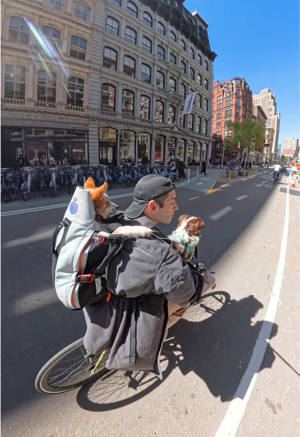 Biking dogs are the best dogs  #puppy #dogs #australianshepherd #nyc 