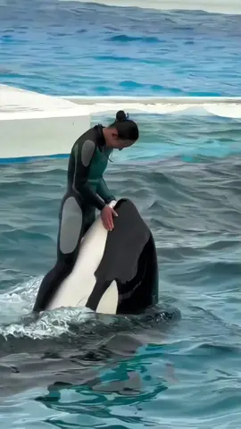 #orcas #trending #foryoupage #orcas #trending #foryoupage #orcas #trending #foryoupage #orcas #trending #foryoupage #orcas #trending #foryoupage #orcas #trending #foryoupage #orcas #trending #foryoupage 