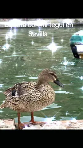 Sevilla ruta bici con mi tegui