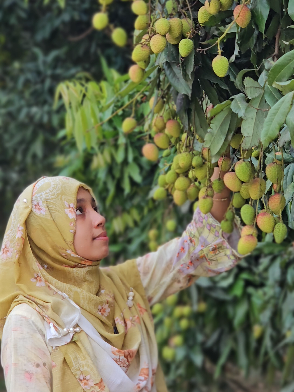 লিচুর বর্তমান অবস্থা।  #agro #লিচু #vairalvideo 