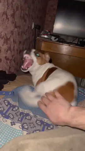 Angry dogs🐶🤣#funnyvideo #dogs #funnydogs #tiktok #funnypets 