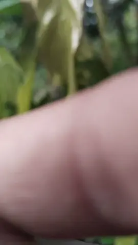 kakao,, sambung pucukk 45 menyala #kakek#petaniindonesia🇮🇩🇮🇩🇮🇩🌿🌿  #hasilsambungsampingpadakakao  #sambungsamping 