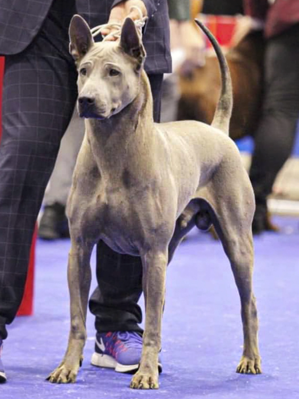 ขุนพลสมัยแดนพรม ปี 2018 แชมป์ประเทศไทยหมาไทยหลังอานสีสวาทตัวแรกของฟาร์ม Handler : Titipong Rutsameeniwat #สัตว์เลี้ยงของฉัน #thairidgeback #แชมป์พระราชทาน 