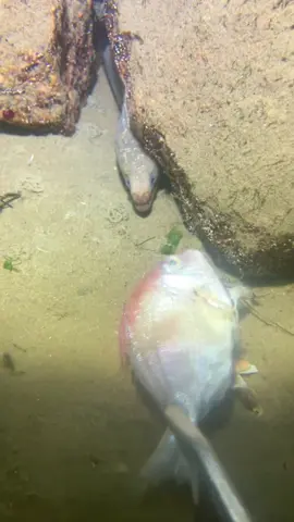 #deepsea #catchseafood #nature #oceanexploration #beach