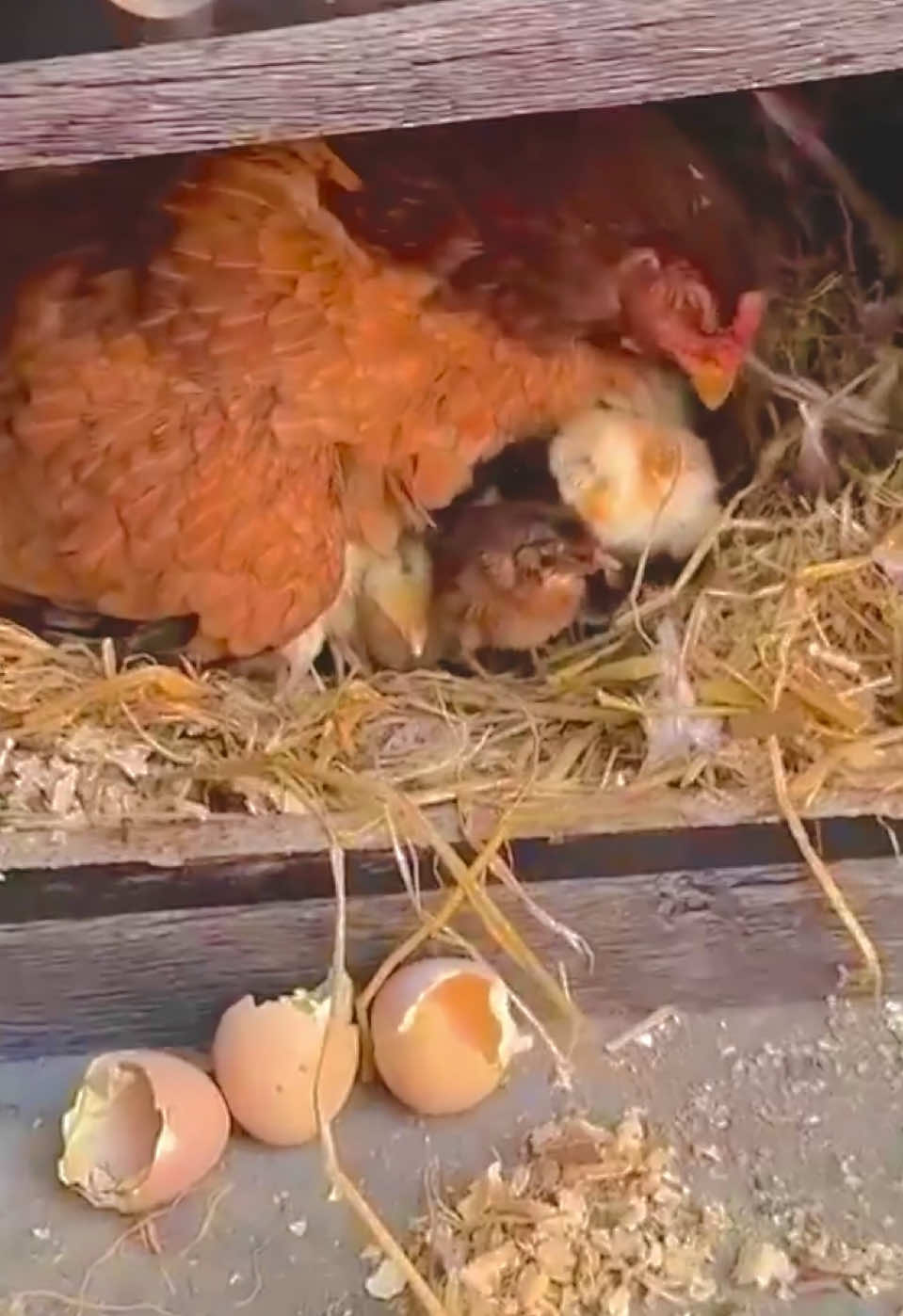 A “NeW BRooDY” in the nesting box! 🐔🪺 Cherry with new babies #backyardchickens #chickenlife #ChickenLover #fypシ #follower #firstime #unfreezemyacount🥺 #broodyhens #broody #favorite #follower #adorable #animalover
