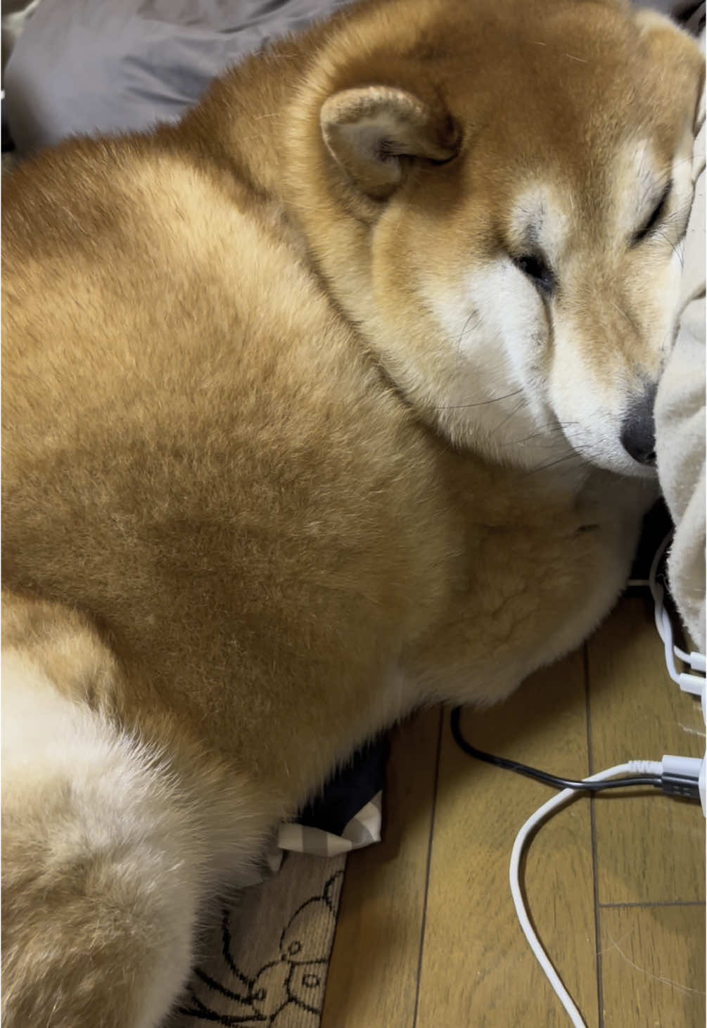 つぶれてるよ #柴犬のいる生活 #柴犬 #shibainu #柴犬のいる暮らし #赤柴 #shiba #顔潰れ #デブ犬 