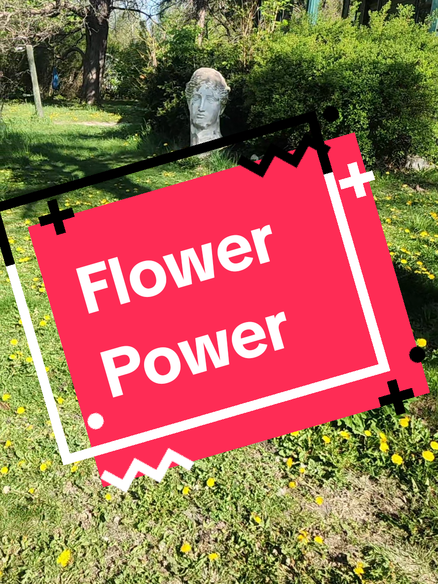 halpppppp I need to make all the things tomorrow! An acre of dandelions #dandelions #harvest #dandelionrecipe #Recipe #dandelionroot #petals #tea #salad @Still.I.Rise 