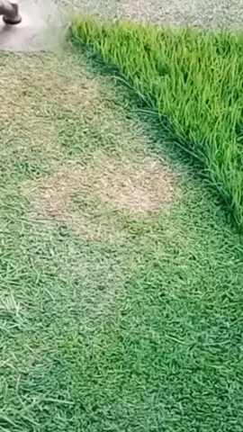 Oddly Satisfying Sensations | ASMR | #Perfect cutt! 🍀💚 #lawntok #grasstok #gardentok #landscapersoftiktok #asmr #oddlysatisfying #Satisfying #mowing #lawn #garden #clean #CleanTok #landscape #gardening #lawncare #mowingthelawn #lawnmower #creatorsearchinsights #brushcutter #lawntiktok #lawnsoftiktok #lawnmowing #lawns #grasstiktok #cuttinggrass #satisfaction 