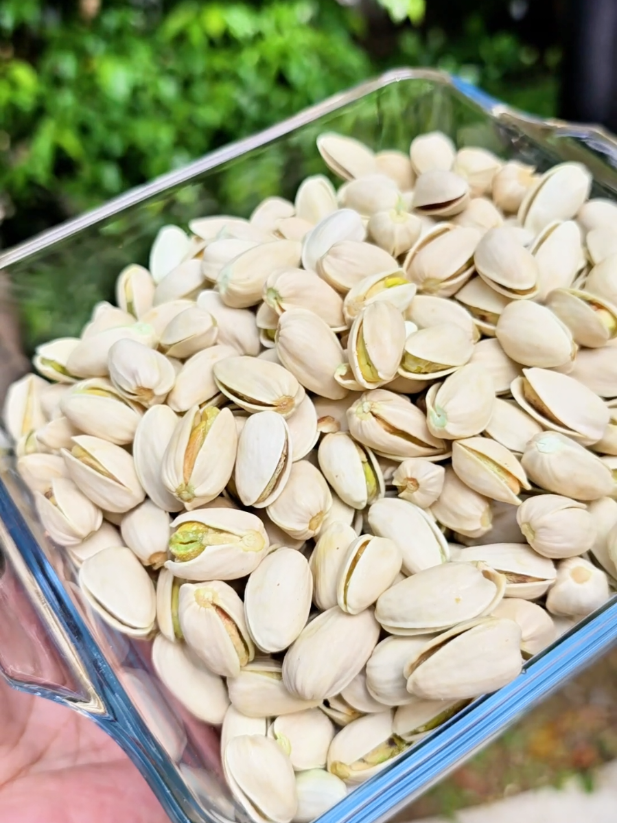 ikaw na curious ka rin ba sa sarap ng Pistachio Nuts? #healthysnacks #roastedpistachios #pistachio #pistachionuts #pistachios 