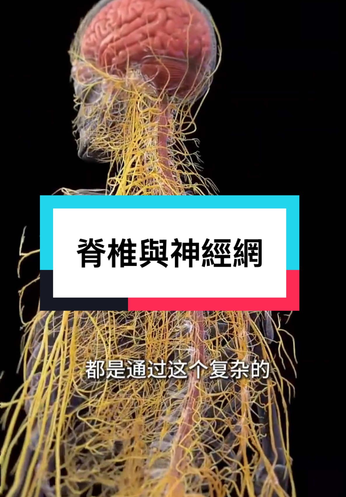 科普一下脊椎與神經網 到底在人體如何操作！ This is something very interesting! Let's see how our spinal system works on our body! #脊椎  #神經  #nerve  #nerves  #backbone  #thenerve  #spinalsystem 