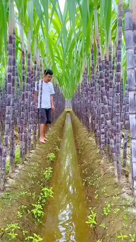 OMG😱🔥💥🥰#fruit #fruits #threefarmers #fyp #asmr #foryou #happy 